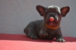 French Bulldog Puppies (xxx) xxx-xxx2