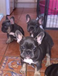 Adorable outstanding French Bulldog puppies
