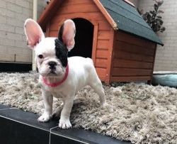 FRENCH BULLDOG FEMALE PUPPIES READY TO GO!