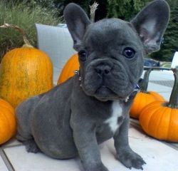 Full Blooded French Bulldog Puppies