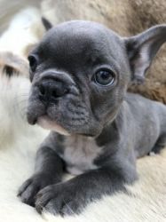 French Bulldog Puppies Kc Registered