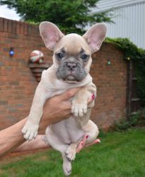 Ready Now French Bulldogs