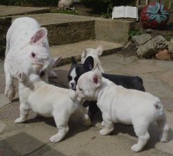 A Litter of French Bulldog Puppies