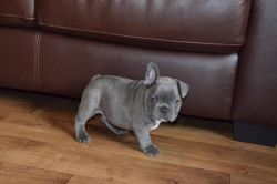 Akc Female and Male French Bulldog Puppies For sale