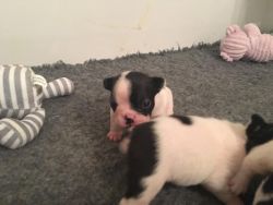 **ready*** KC registered Brindle and pied french bulldog pups