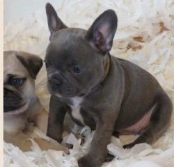 Beautiful French Bulldog for Free Adoption