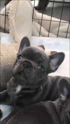 Adorable French Bulldog Puppies ready now