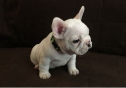 Christmas French bulldog puppies for sale