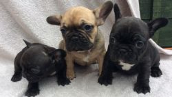 french bulldogs for X-MAS gifts