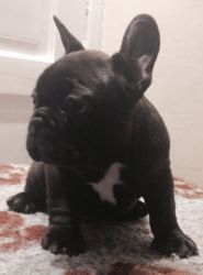 Full Bred Rowendale French Bulldogs Pups