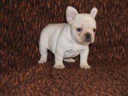 Marvelous male and female french bulldog Puppies