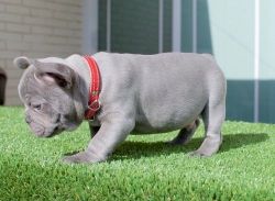 Beautiful French Bulldog Puppies For Sale Now