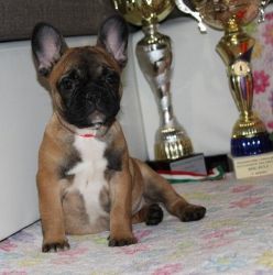 Gorgeous French Bulldog Puppies For Sale.