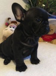 Ready Now - Kc Registered French Bulldogs For Sale
