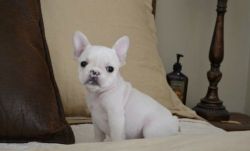 Lovely French Bulldog puppies For Sale.