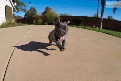 Blue AKC French Bulldog puppy for sale