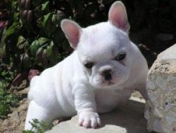 Absolutely darling French Bulldog Puppies.