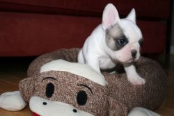 ADORABLE FRENCHIES AVAILABLE FOR ADOPTION