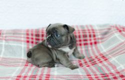Adorable French Bulldog Puppies For sale