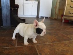 Male and female French Bulldog puppies Ready