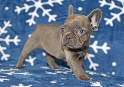 Top quality AKC French Bulldog puppies