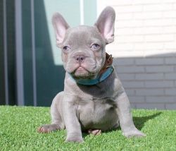 House Trained French Bulldog Puppies For Sale