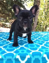 AKC French Bulldog Puppies For Sale.