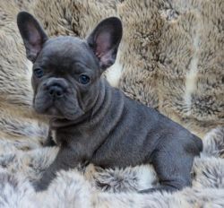 Show Quality French Bulldog Puppies
