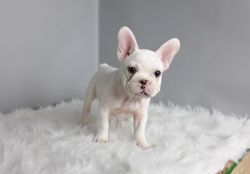 AKC Registered French Bulldog puppies