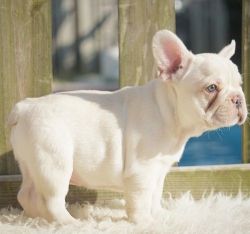 ACA Male and female French Bulldog Puppies