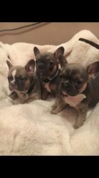 Stunning French Bulldog Puppies for sale