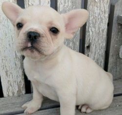 Gorgeous Male and Female French Bulldog Puppies