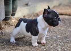 Home raised French Bulldog puppies