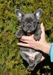Gorgeous French Bulldog Puppies For Sale Now!!