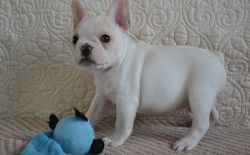 Astonished Male and female French Bulldog puppies