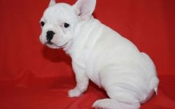 AKC French Bulldog puppies Available Now