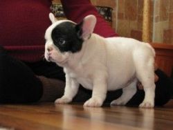 Affectionate French Bulldog puppies ready