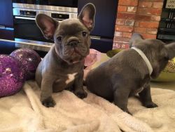 Affordable Purebred Frenchies