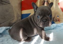 Kc Blue Frenchies Ready Now
