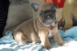 Adorable French Bulldog Boy Pups For Sale