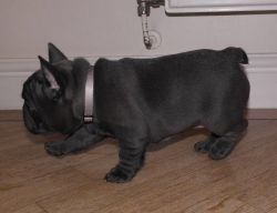 Stunning French Bulldog puppies for sale