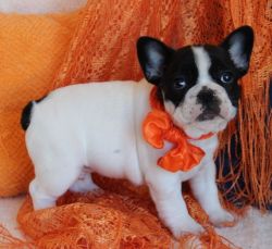Playful French bulldog puppies available