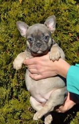 AKC registered French Bulldog Puppies