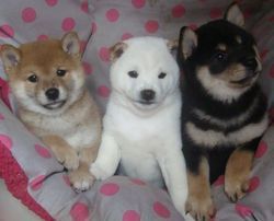 Male and female Shiba Inu Puppies