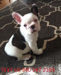 Adorable French Bulldog Pups For Sale