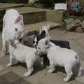 Exceptionally French Bulldog Puppies