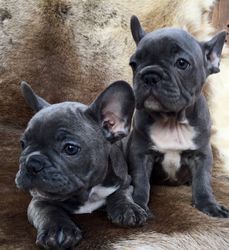 Purebred French Bulldog Puppies Available TEXT OR CALL ((xxx) xxx-xxx1