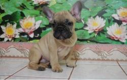 Lovely AKC French Bulldog Puppies For Sale