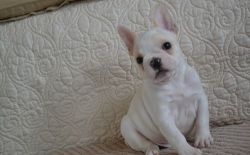 Home Raised French Bulldog puppies for sal
