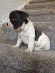 Cute Akc Registered French Bulldog Puppies Ready for sale